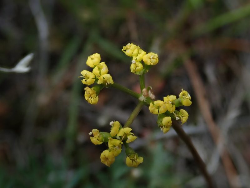 Lomatium hendersonii, photographed by Nolan Exe