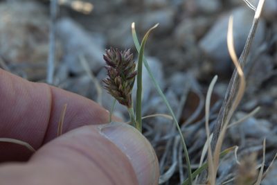 Eleusine tristachya, photographed by Tim Johnson