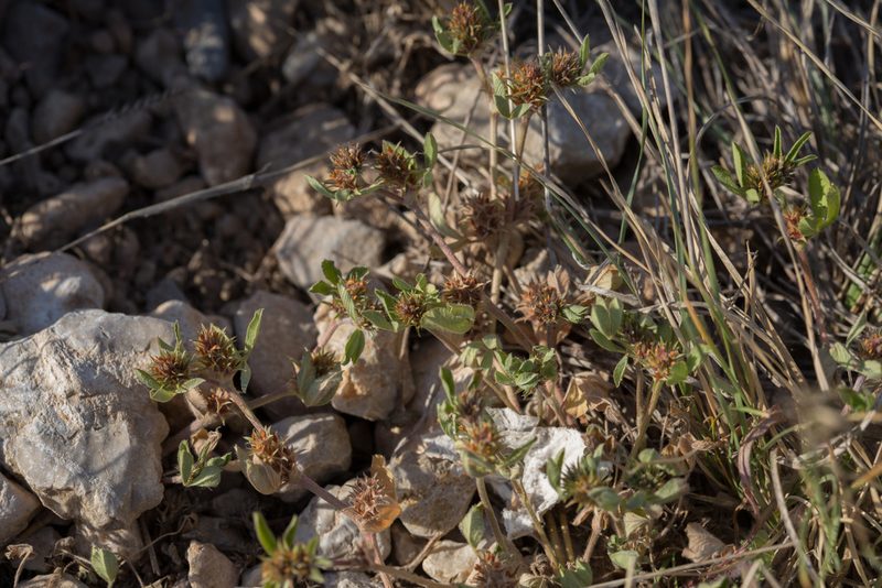 Trifolium scabrum, photographed by Tim Johnson