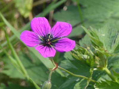 Geranium psilostemon, photographed by SK53
