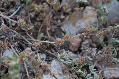 Trifolium scabrum, photographed by Tim Johnson