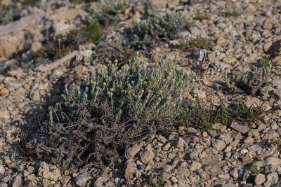 Helichrysum stoechas, photographed by Tim Johnson