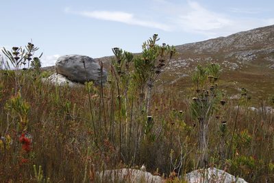 Berzelia albiflora, photographed by Tony Rebelo