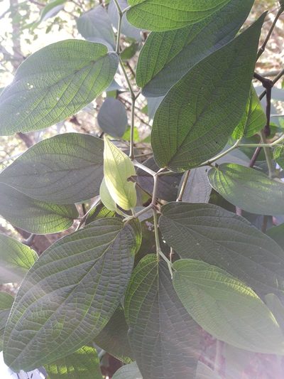 Piper mollicomum, photographed by Diego Dos Anjos Souza