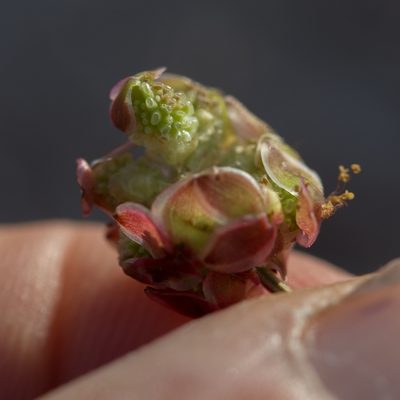 Sanguisorba verrucosa, photographed by Tim Johnson