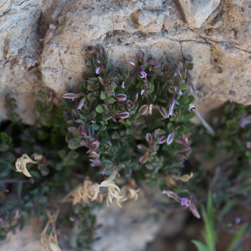 Polygala rupestris, photographed by Tim Johnson