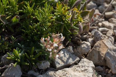 Lotus hirsutus, photographed by Tim Johnson
