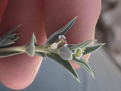 Euphorbia acuta, photographed by Jennifer Miner