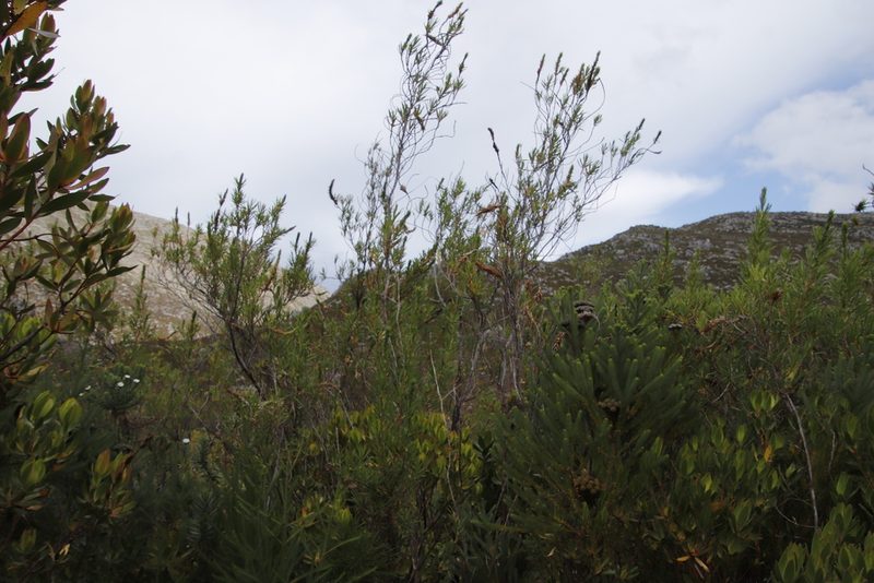 Cliffortia heterophylla, photographed by Tony Rebelo