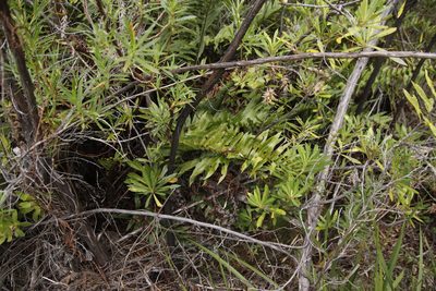Brachylaena neriifolia, photographed by Tony Rebelo
