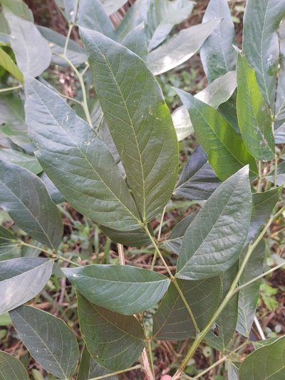 Senna macranthera, photographed by Diego Dos Anjos Souza