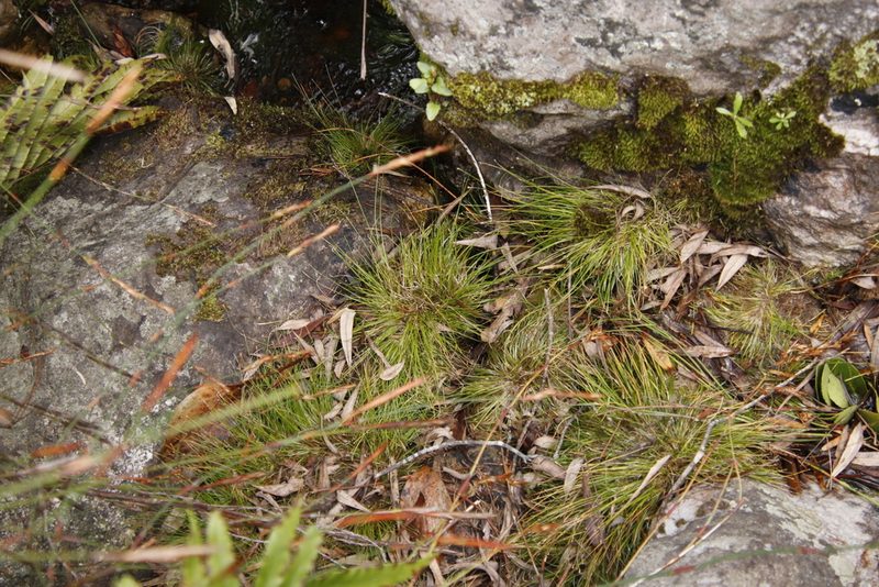 Isolepis digitata, photographed by Tony Rebelo