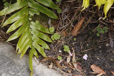 Oxalis truncatula, photographed by Tony Rebelo