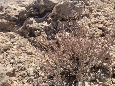 Paronychia jamesii, photographed by Jennifer Miner