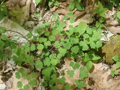 Thalictrum dioicum, photographed by Lynn Harper