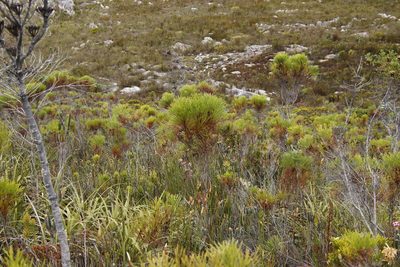 Berzelia alopecuroides, photographed by Tony Rebelo