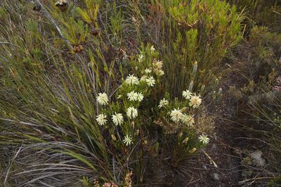 Erica sessiliflora, photographed by Tony Rebelo