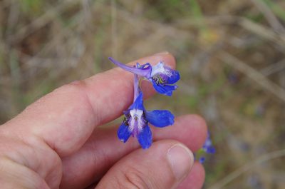 Delphinium carolinianum, photographed by Eric Knight
