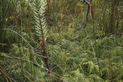 Gleichenia polypodioides, photographed by Tony Rebelo