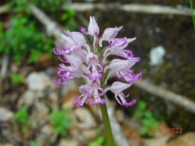 Orchis simia, photographed by Raffaele Maiorano