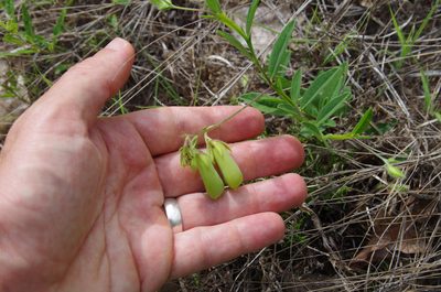 Crotalaria sagittalis, photographed by Eric Knight