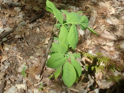 Dirca palustris, photographed by Lynn Harper