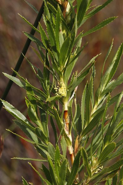 Cliffortia heterophylla, photographed by Tony Rebelo