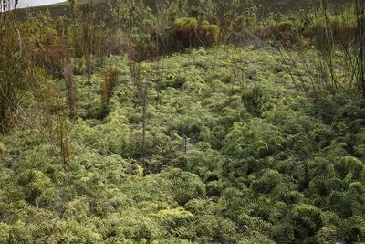 Gleichenia polypodioides, photographed by Tony Rebelo