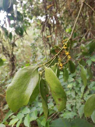 Phoradendron bathyoryctum, photographed by Diego Dos Anjos Souza