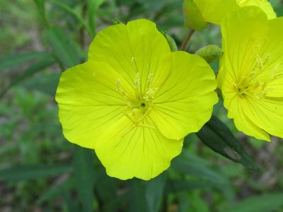 Oenothera fruticosa, photographed by jfox16