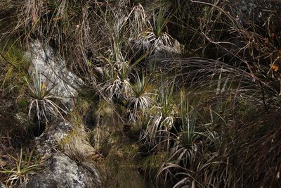 Prionium serratum, photographed by Tony Rebelo