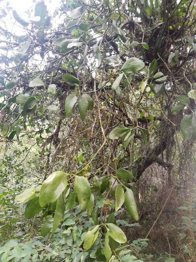 Phoradendron bathyoryctum, photographed by Diego Dos Anjos Souza