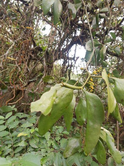 Phoradendron bathyoryctum, photographed by Diego Dos Anjos Souza