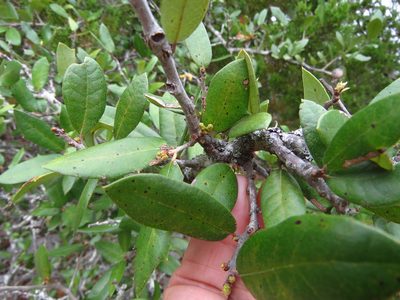 Quercus fusiformis, photographed by Annika Lindqvist