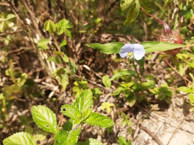 Commelina erecta, photographed by Diego Dos Anjos Souza