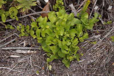 Centella eriantha, photographed by Tony Rebelo