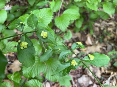 Euonymus americanus, photographed by Annie Weissman