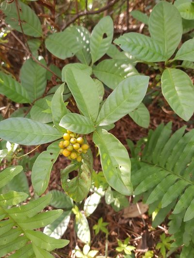 Psychotria carthagenensis, photographed by Diego Dos Anjos Souza
