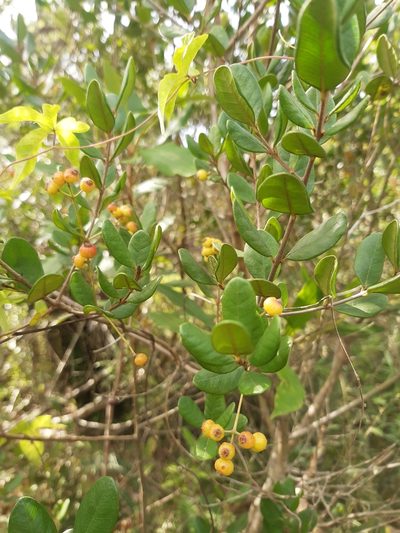 Myrcia palustris, photographed by Diego Dos Anjos Souza