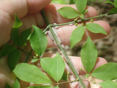 Euonymus alatus, photographed by Lynn Harper