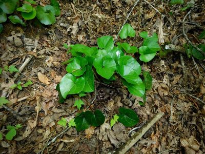 Asarum shuttleworthii, photographed by Michael J. Papay