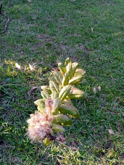Pterocaulon polystachyum, photographed by Magdalena Carabio Foti