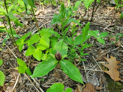Hepatica acutiloba, photographed by Katie Kucera