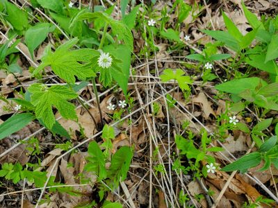 Hydrastis canadensis, photographed by Katie Kucera