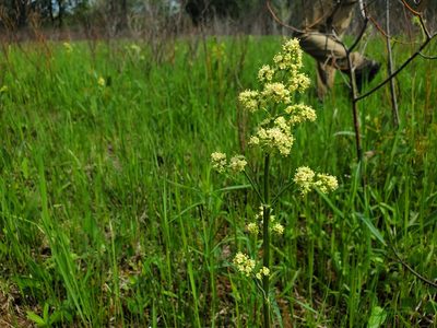 Valeriana edulis, photographed by Katie Kucera