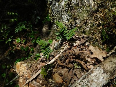 Pleopeltis michauxiana, photographed by Michael J. Papay