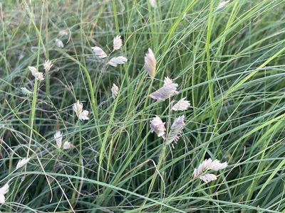 Bouteloua dactyloides, photographed by Luke Padon
