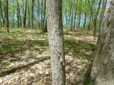 Ostrya virginiana, photographed by Lynn Harper