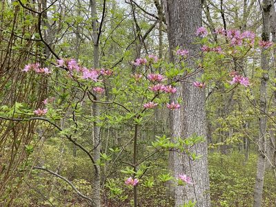 Rhododendron periclymenoides, photographed by Jason K.