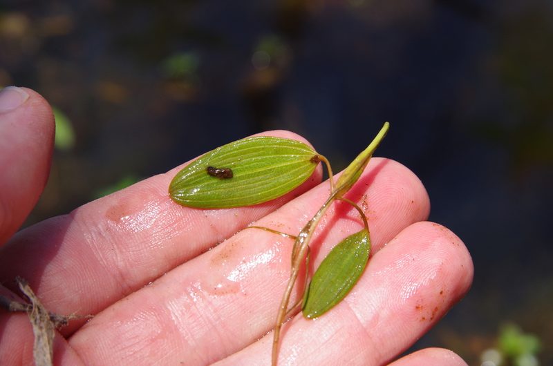 Potamogeton diversifolius, photographed by Eric Knight
